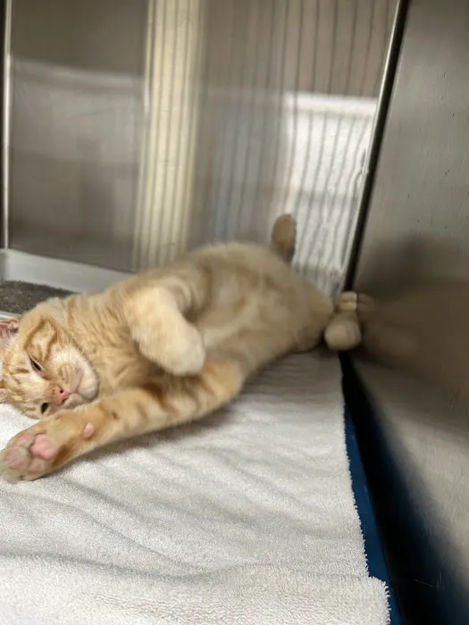 Healing Paws Veterinary Hospital Picture 3