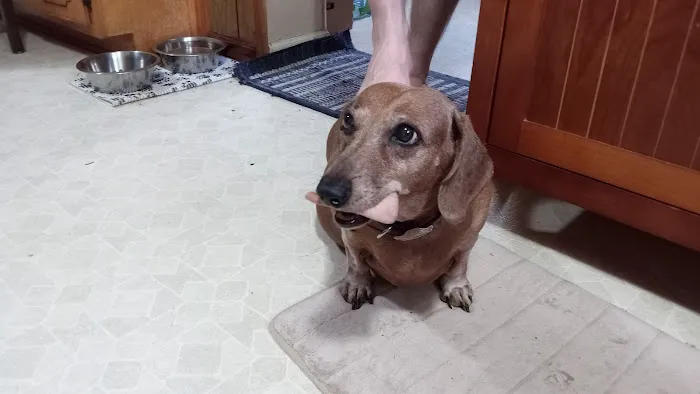 Healing Paws Veterinary Hospital Picture 2