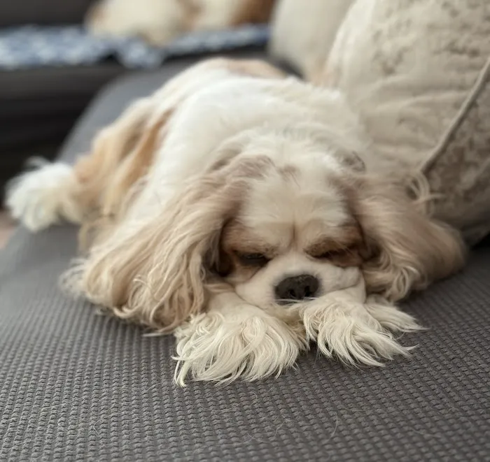 Veterinary Orthopedic and Vision Center Picture 2