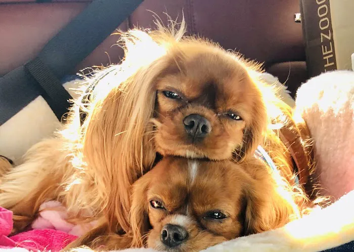 Veterinary Orthopedic and Vision Center Picture 1