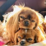 Veterinary Orthopedic and Vision Center