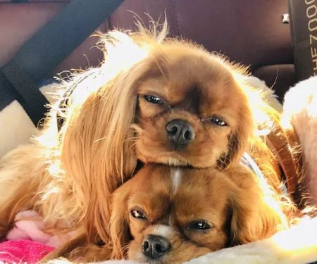 Veterinary Orthopedic and Vision Center