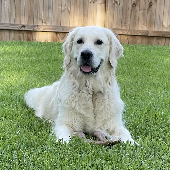 Veterinary Orthopedic and Vision Center Picture 4