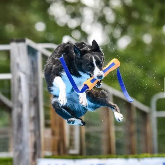 Veterinary Orthopedic and Vision Center Picture 3