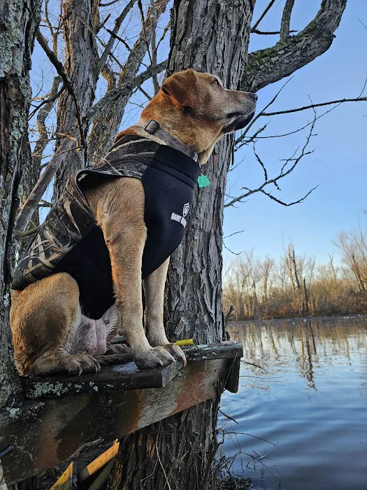 Veterinary Orthopedic and Vision Center Picture 8