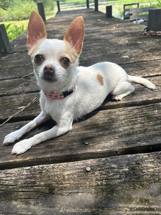 Veterinary Orthopedic and Vision Center Picture 7