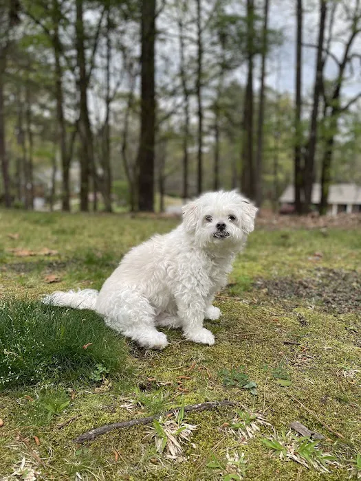 Veterinary Orthopedic and Vision Center Picture 5