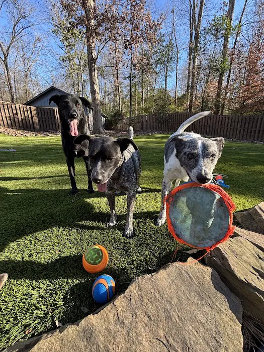 Veterinary Orthopedic and Vision Center Picture 10