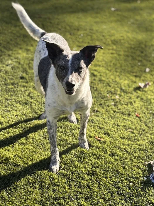 Veterinary Orthopedic and Vision Center Picture 9