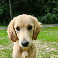 South Shades Crest Animal Clinic ico