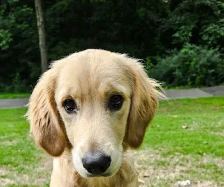 South Shades Crest Animal Clinic