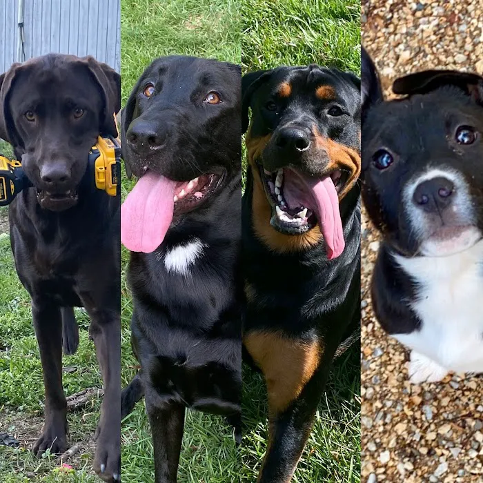 South Shades Crest Animal Clinic Picture 6