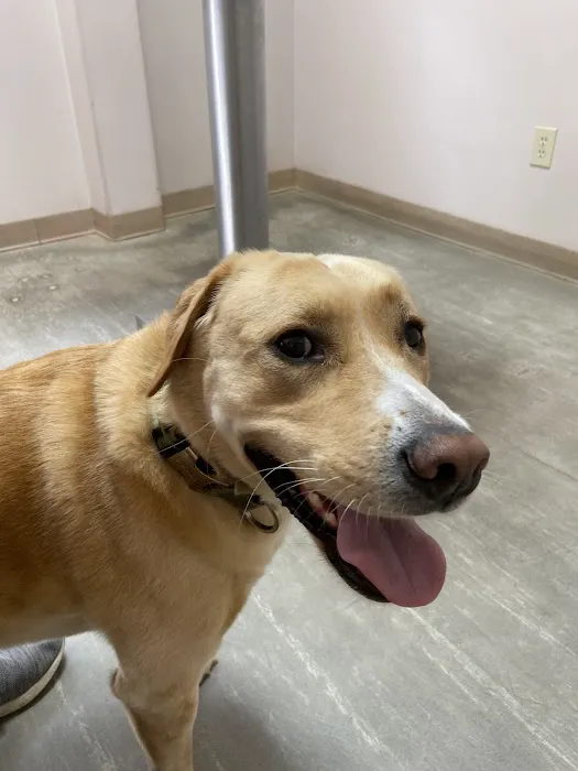 South Shades Crest Animal Clinic Picture 2