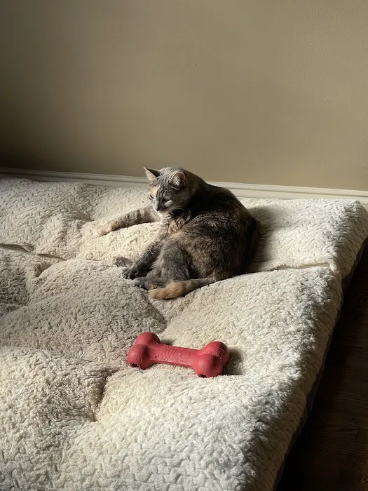 Lake Crest Animal Clinic Picture 2