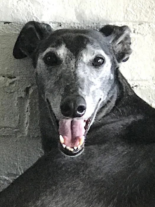 Lake Crest Animal Clinic Picture 6