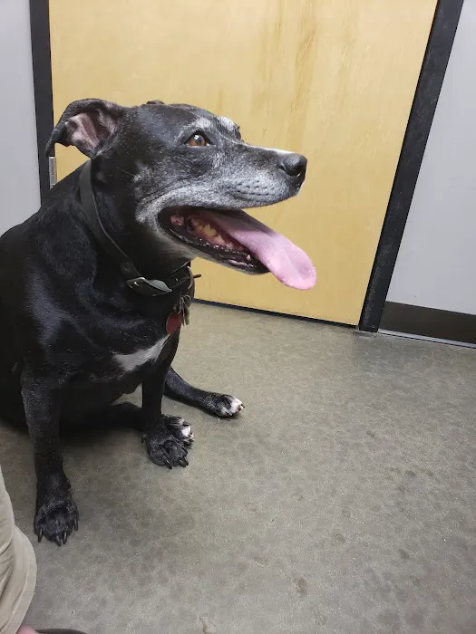 Lake Crest Animal Clinic Picture 3