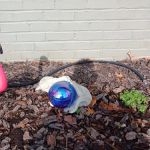 Galleria Animal Clinic