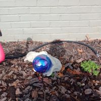 Galleria Animal Clinic ico