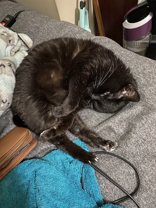 Galleria Animal Clinic Picture 8