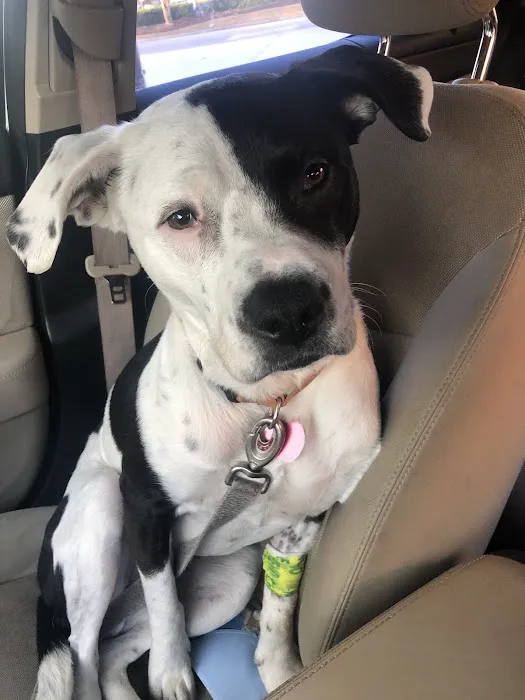 Galleria Animal Clinic Picture 9