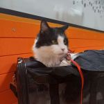 Banfield Pet Hospital