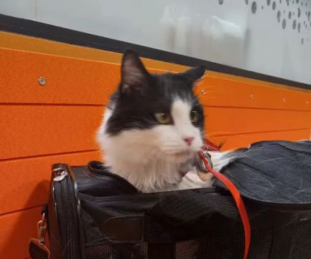 Banfield Pet Hospital