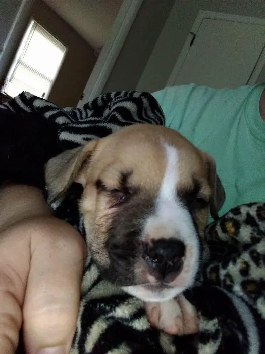 Banfield Pet Hospital Picture 9