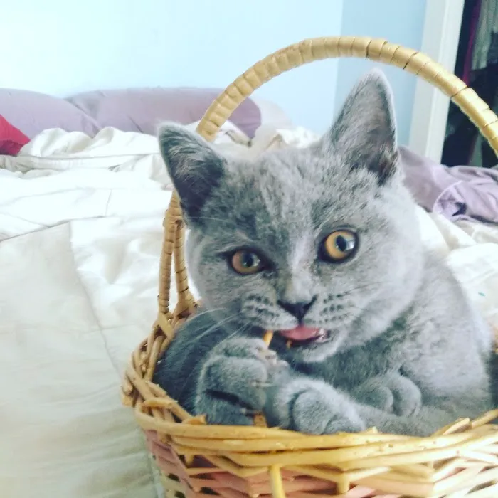 Banfield Pet Hospital Picture 6