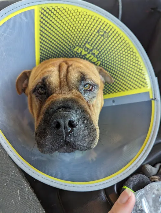 BluePearl Pet Hospital Picture 2