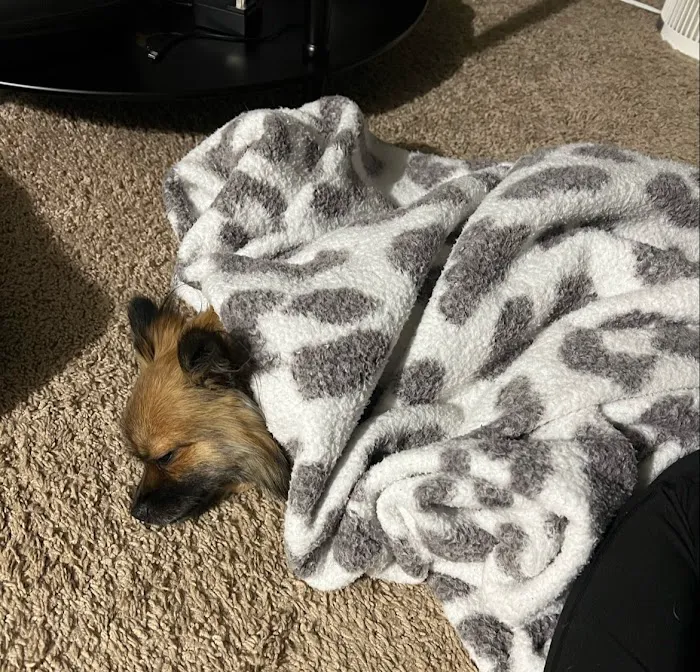 BluePearl Pet Hospital Picture 3