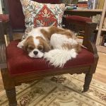 BluePearl Pet Hospital