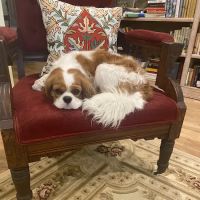 BluePearl Pet Hospital ico