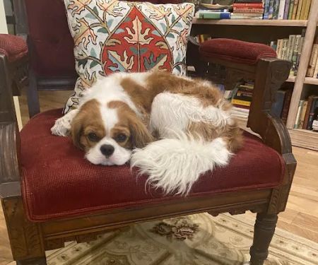 BluePearl Pet Hospital