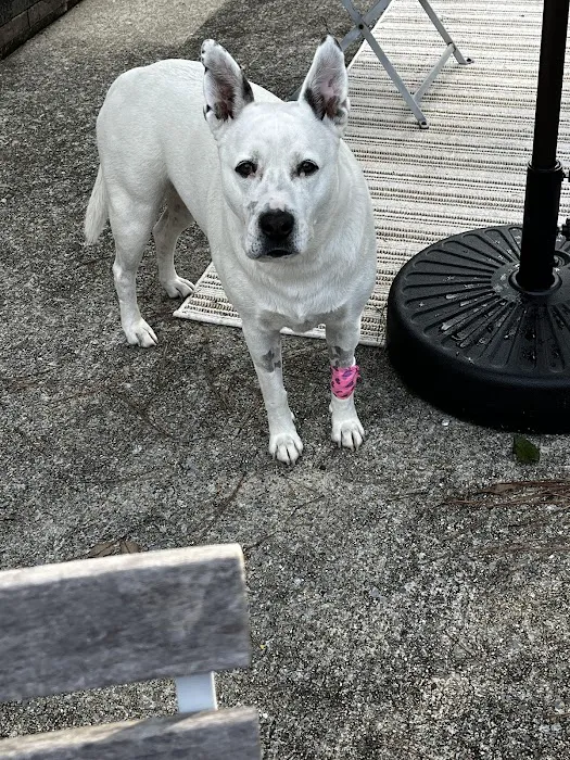 BluePearl Pet Hospital Picture 4