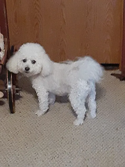 BluePearl Pet Hospital Picture 6