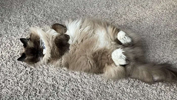 BluePearl Pet Hospital Picture 5