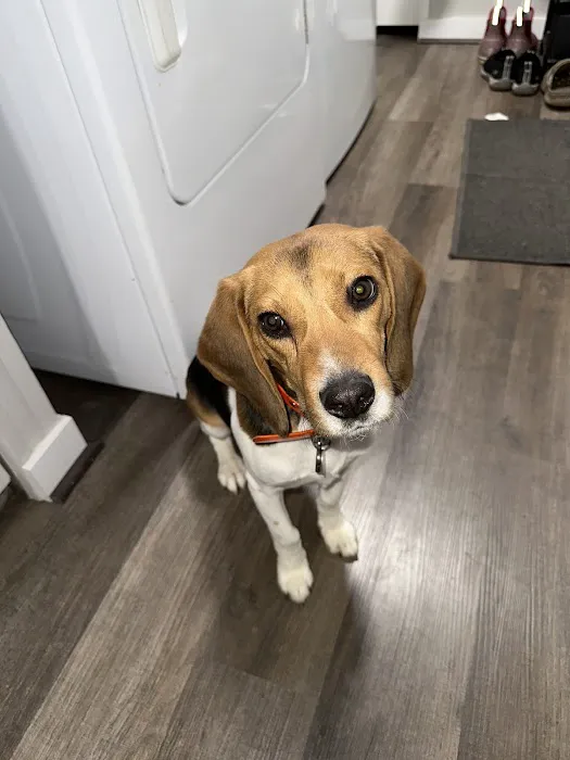 BluePearl Pet Hospital Picture 7