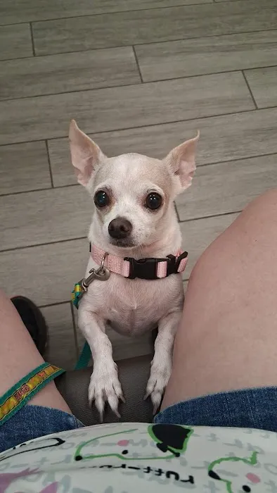 BluePearl Pet Hospital Picture 10