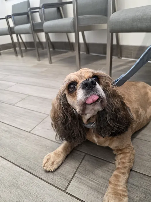 BluePearl Pet Hospital Picture 9