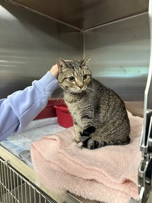 BluePearl Pet Hospital Picture 8