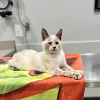 Nelms Susan R DVM ico