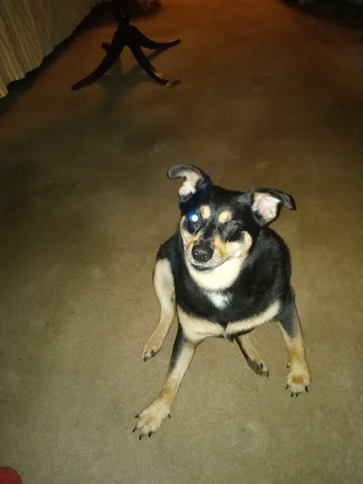 Nelms Susan R DVM Picture 4