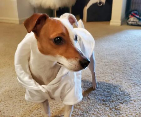 Patton Chapel Animal Clinic