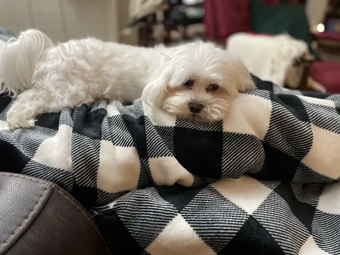 Patton Chapel Animal Clinic Picture 4