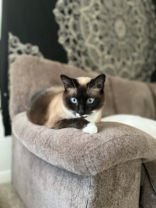 Patton Chapel Animal Clinic Picture 6