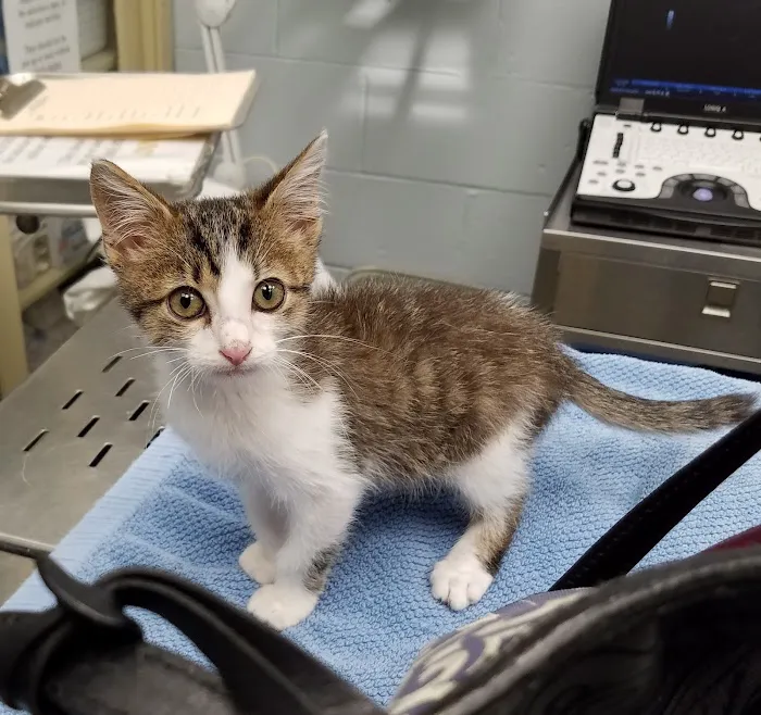 Vestridge Animal Clinic Picture 3