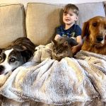 Vestavia Animal Clinic