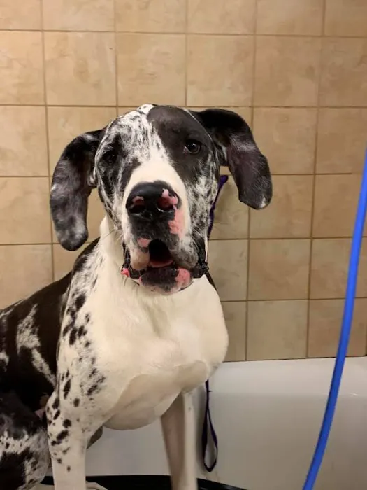 Vestavia Animal Clinic Picture 8