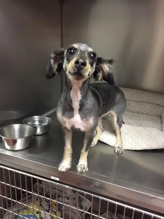 Vestavia Animal Clinic Picture 6