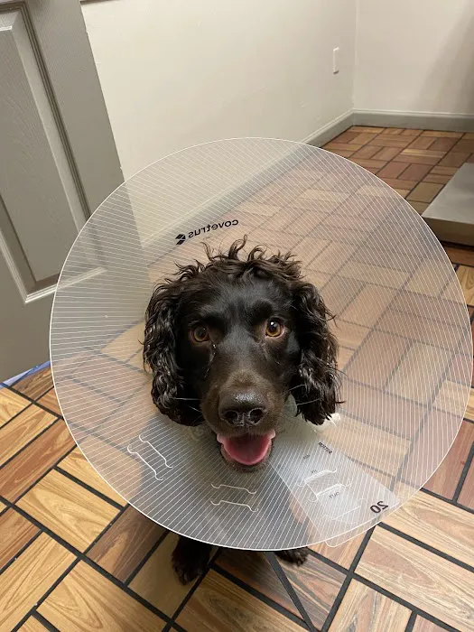 Vestavia Animal Clinic Picture 4